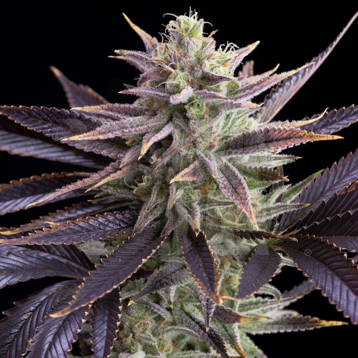 🎁 Dolato Seeds (100% off) - Premium Cultivars