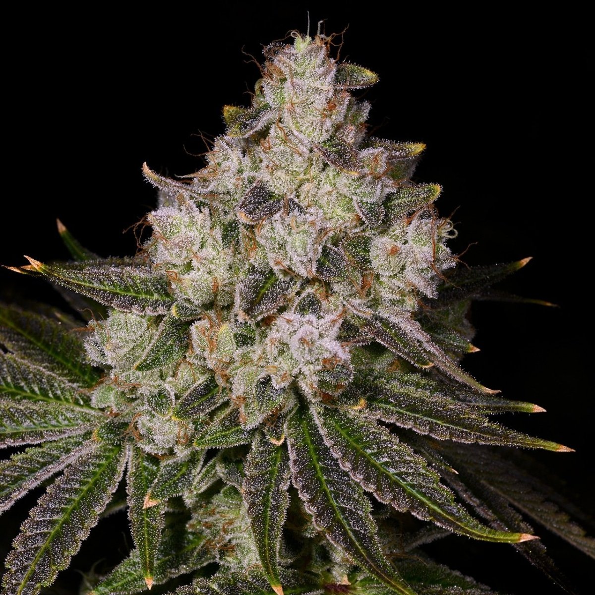 🎁 Donkey Butter Seeds (100% off) - Premium Cultivars
