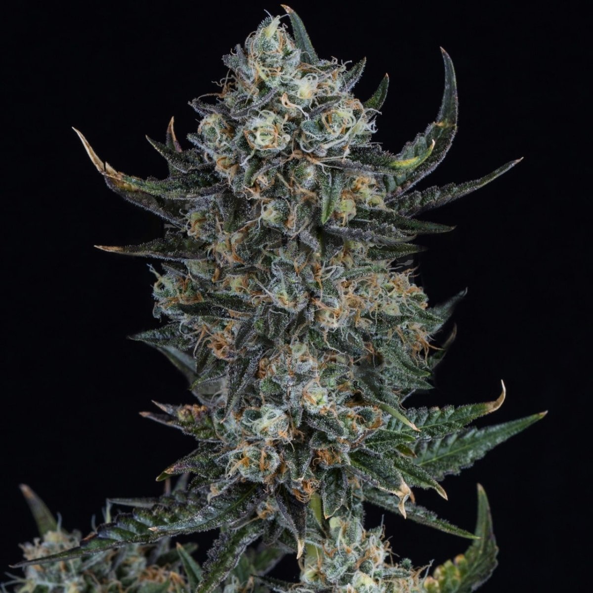 🎁 Durban Poison Autoflower Seeds (100% off) - Premium Cultivars