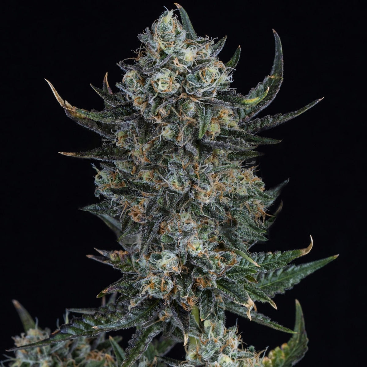 🎁 Durban Poison Autoflower Seeds (100% off)