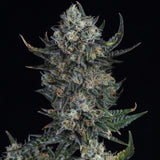 🎁 Durban Poison Autoflower Seeds (100% off)