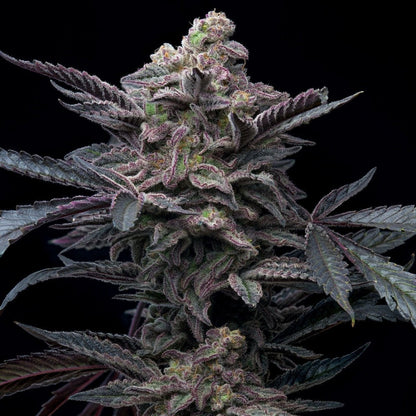 Purple Lemonade Autoflower Seeds