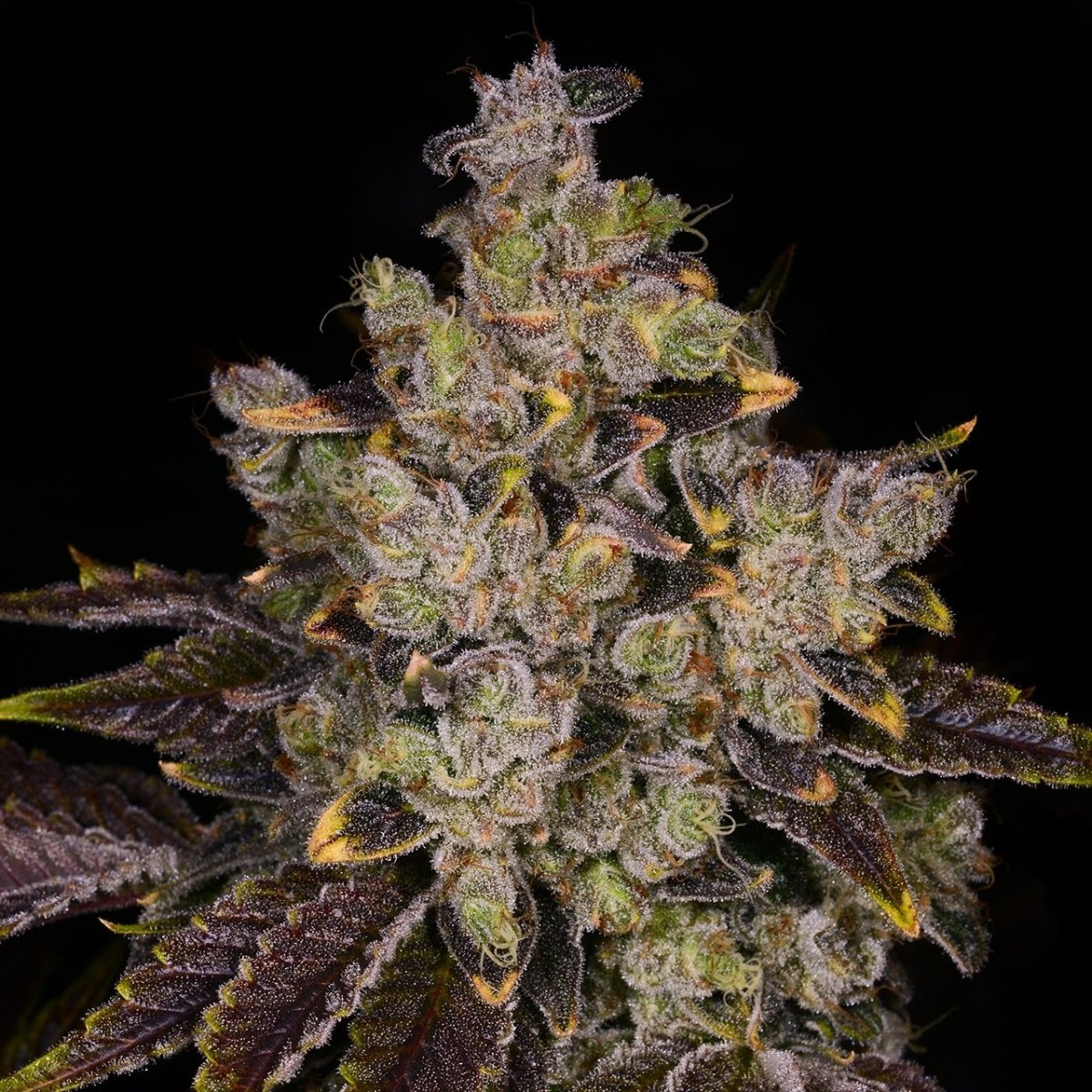 First Class Funk Seeds