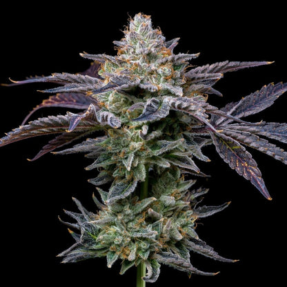 Forbidden Fruit strain