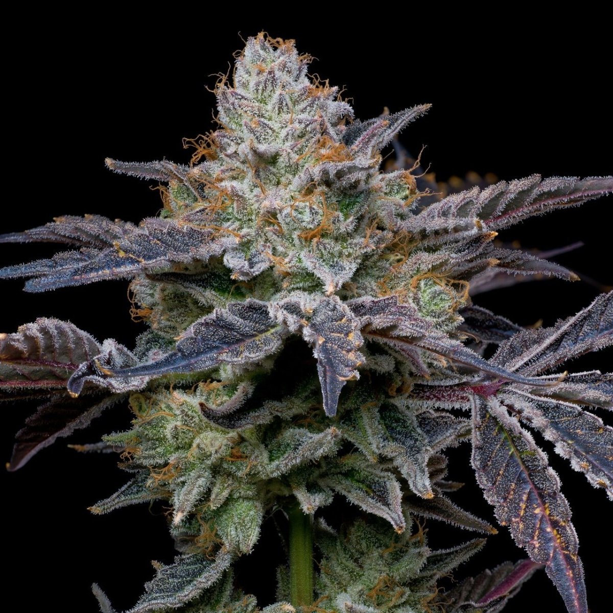 Forbidden Fruit seeds