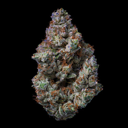 Forum Cookie THCA Flower BOGO