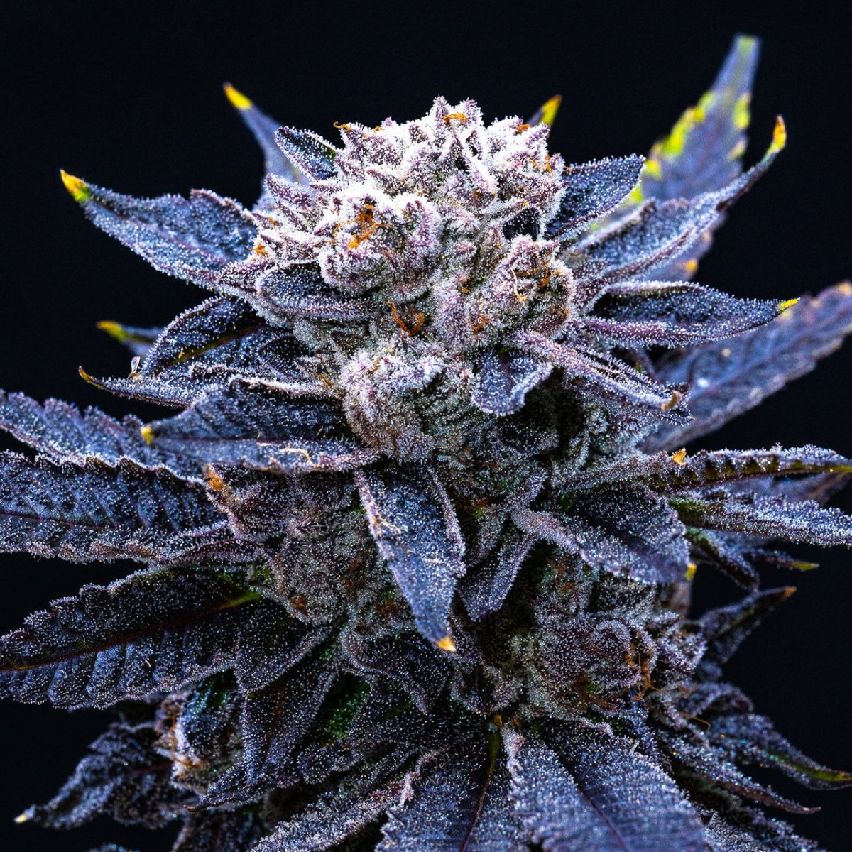 🎁 Frosted Gelato Seeds (100% off) - Premium Cultivars
