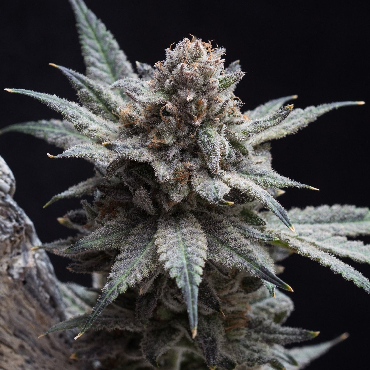 🎁 Frosty Blue OG Seeds (100% off)