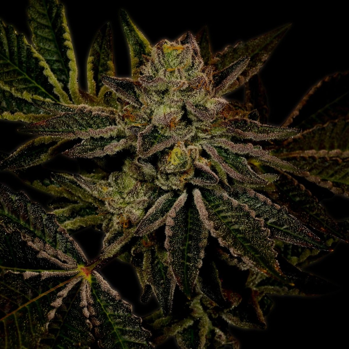🎁 Fruity Pebbles OG Seeds (100% off) - Premium Cultivars