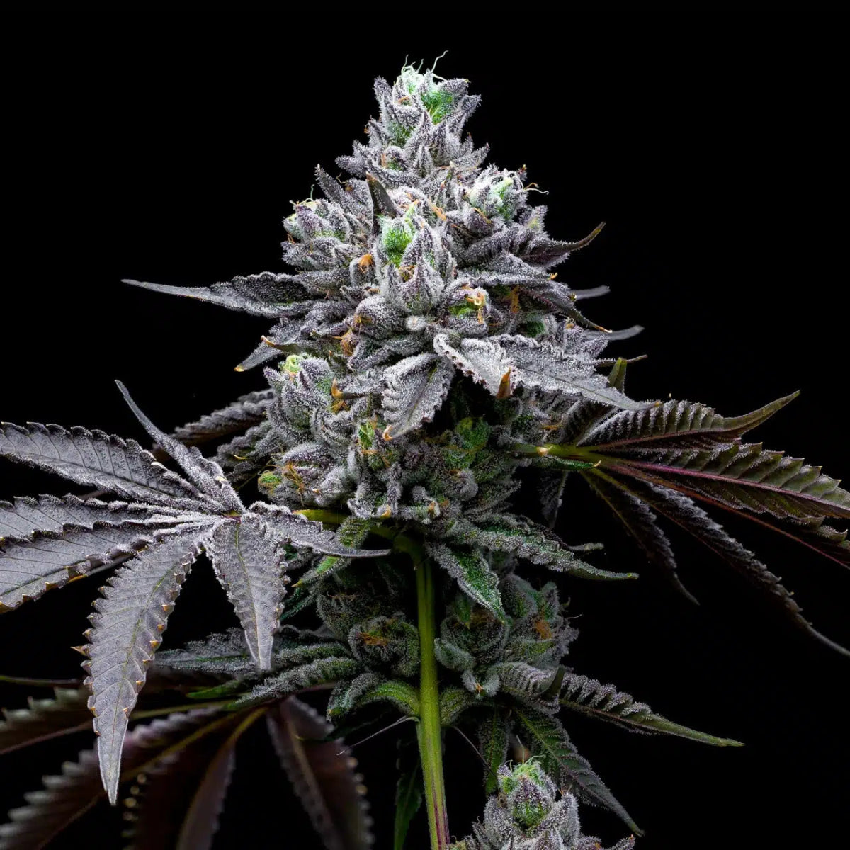 Gastro Pop Seeds - Premium Cultivars