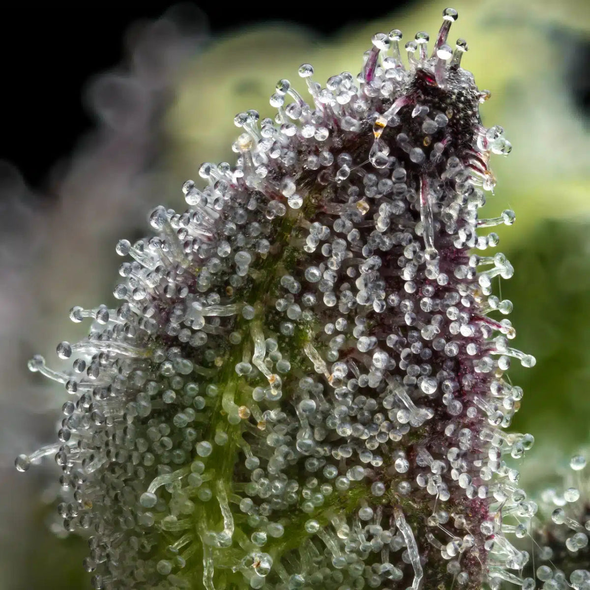 Gastro Pop Seeds - Premium Cultivars