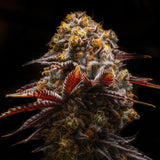 🎁 Gelato 45 Seeds (100% off)