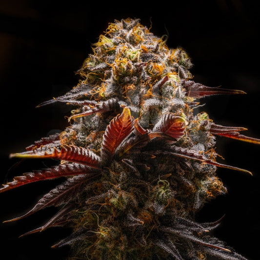 🎁 Gelato 45 Seeds (100% off) - Premium Cultivars