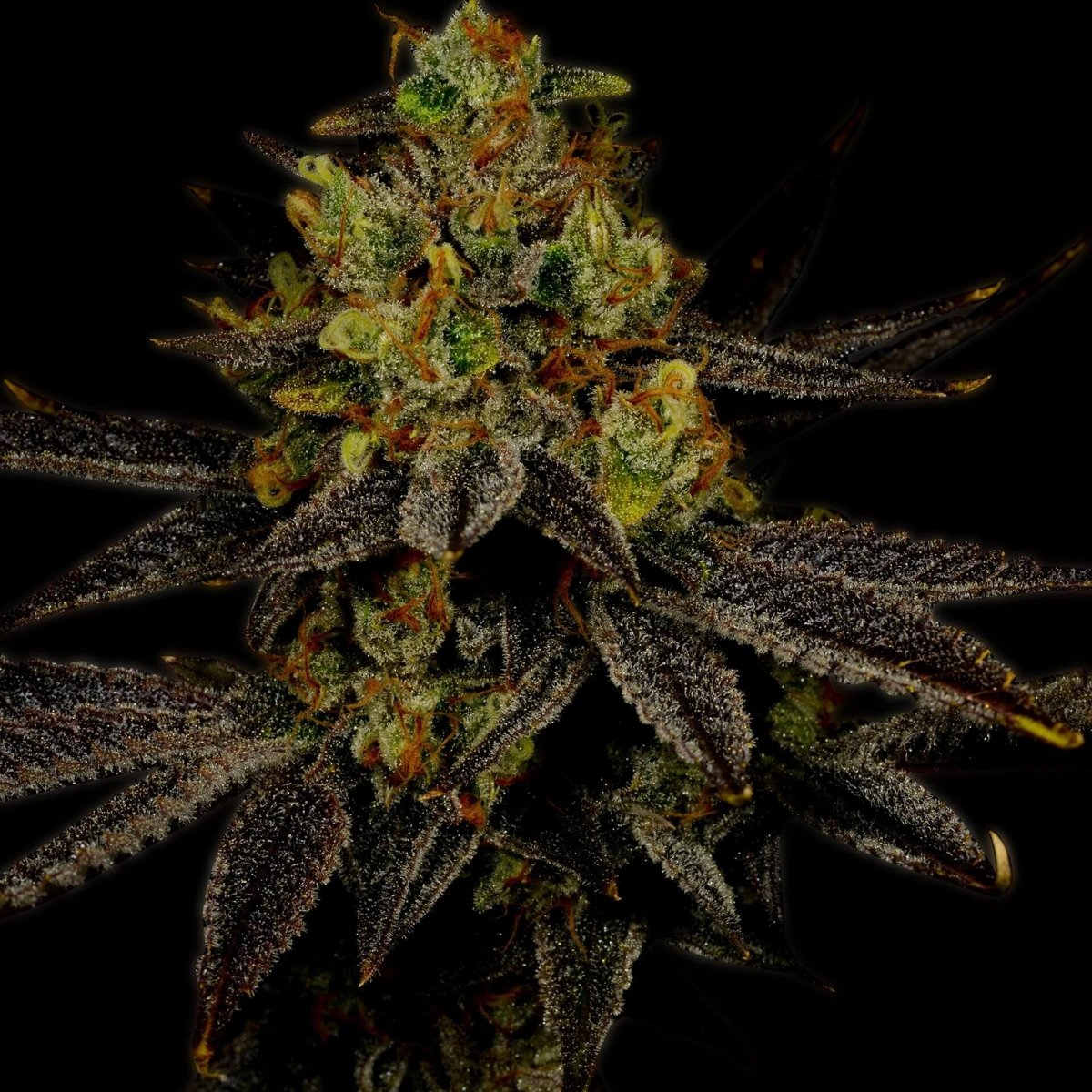 🎁 Gelato Seeds (100% off) - Premium Cultivars