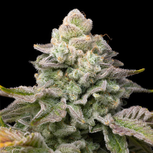 🎁 Georgia Pie Seeds (100% off)