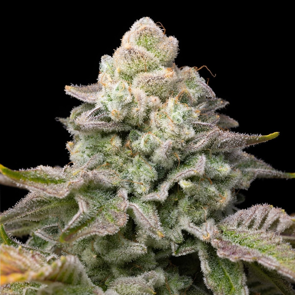 🎁 Georgia Pie Seeds (100% off) - Premium Cultivars