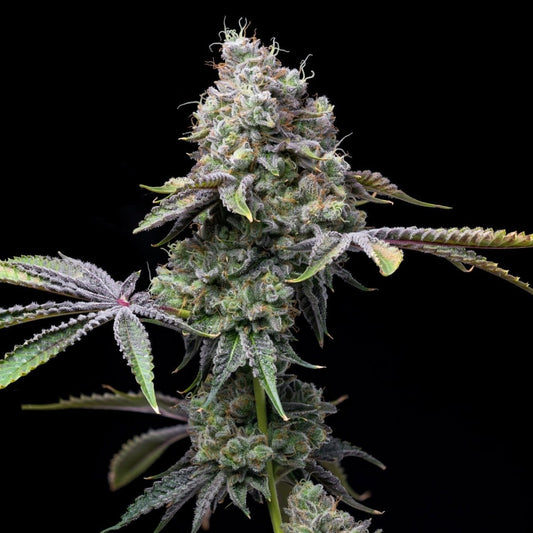 🎁 Ghost OG Seeds (100% off) - Premium Cultivars