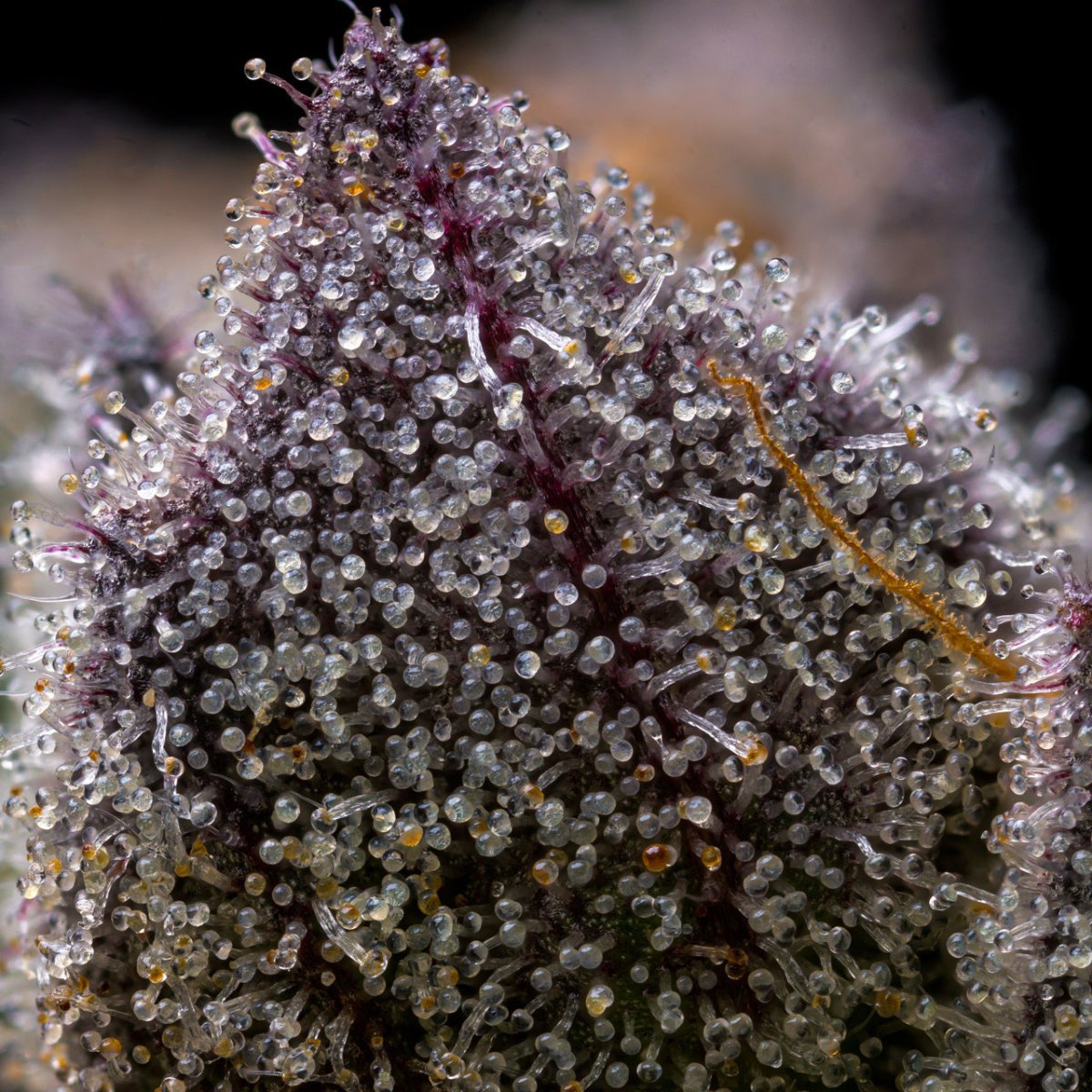 Giraffe Puzzy Seeds - Premium Cultivars