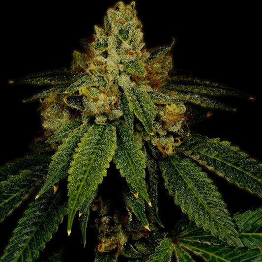 🎁 Girl Scout Cookies Seeds (100% off) - Premium Cultivars