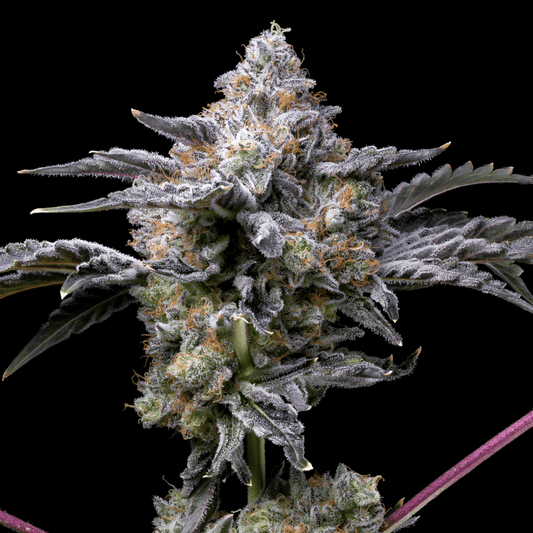 🎁 Girl Scout Zookies Autoflower Seeds (100% off) - Premium Cultivars