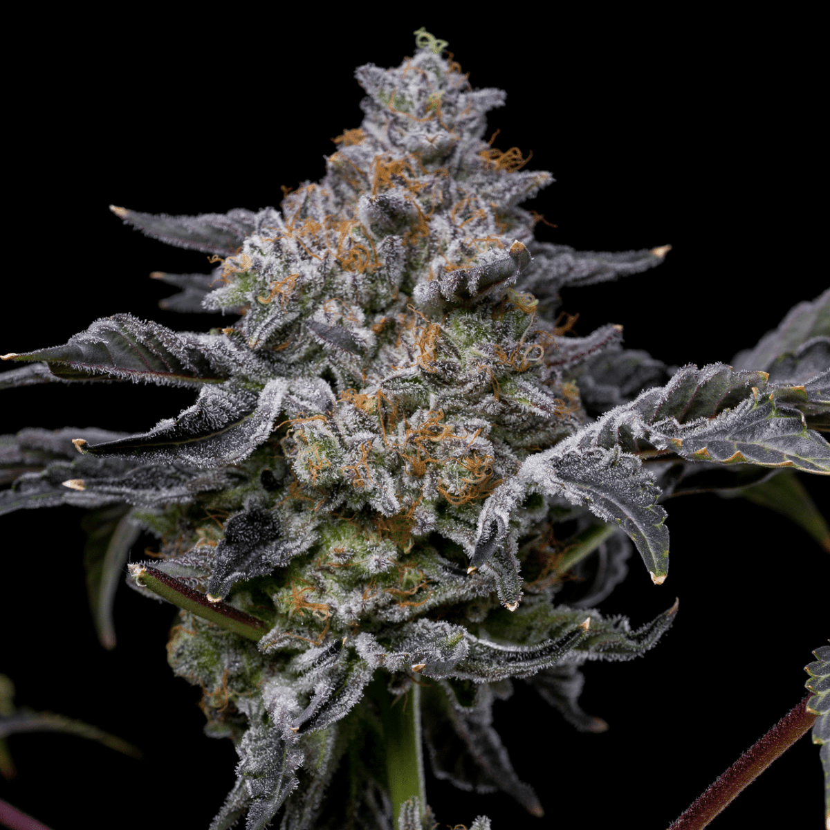 Girl Scout Zookies Autoflower Seeds