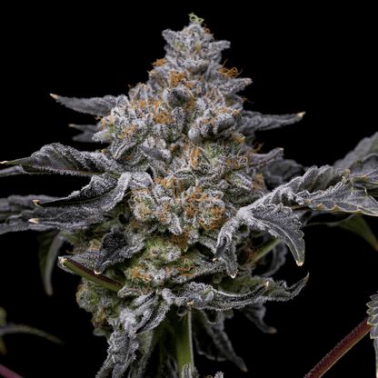 Girl Scout Zookies Autoflower Seeds