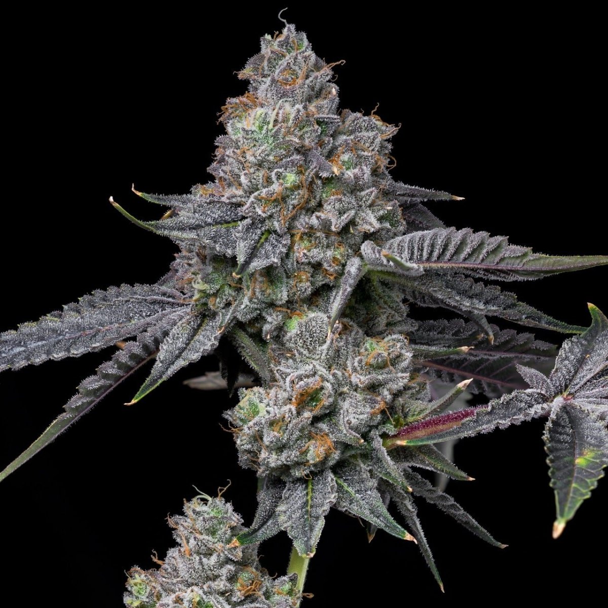 🎁 Glitter Bomb (100% off) - Premium Cultivars