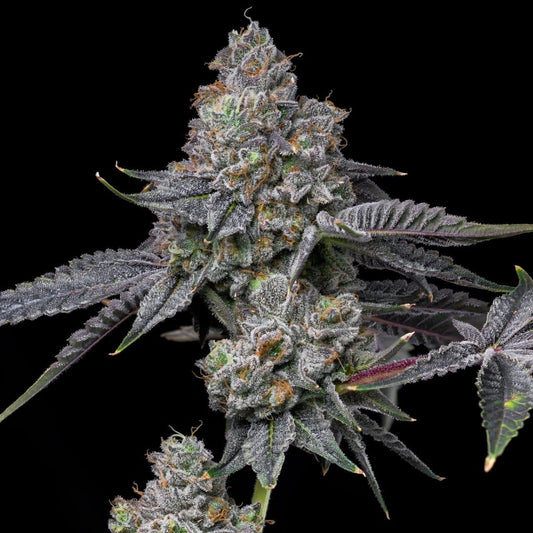🎁 Glitter Bomb (100% off) - Premium Cultivars