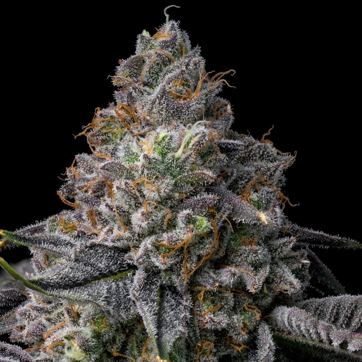 Glitter Bomb strain, featuring dense, trichome-covered buds with a shimmering appearance. Shop Glitter Bomb seeds from Premium Cultivars.