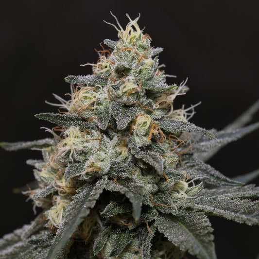 🎁 Glookies Seeds (100% off) - Premium Cultivars