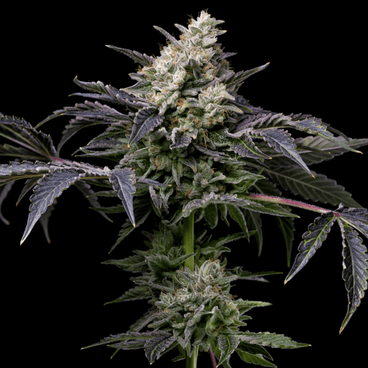🎁 GMO Cookies Seeds (100% off) - Premium Cultivars