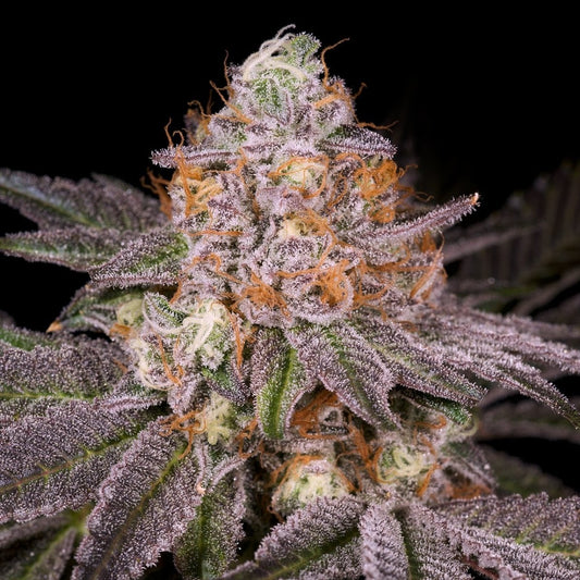 🎁 GMO Rootbeer Seeds (100% off) - Premium Cultivars