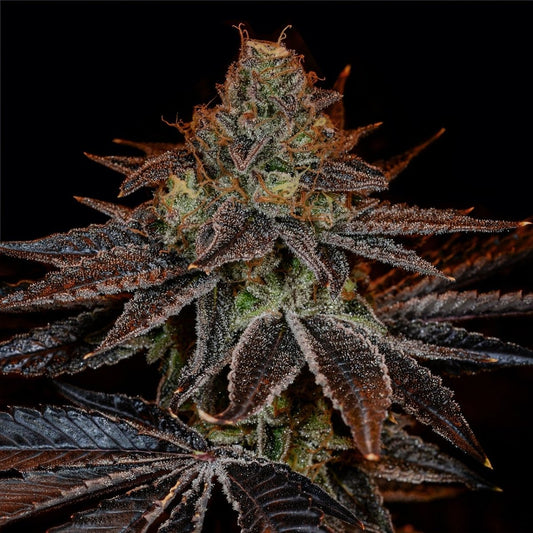 🎁 GMO Seeds (100% off) - Premium Cultivars
