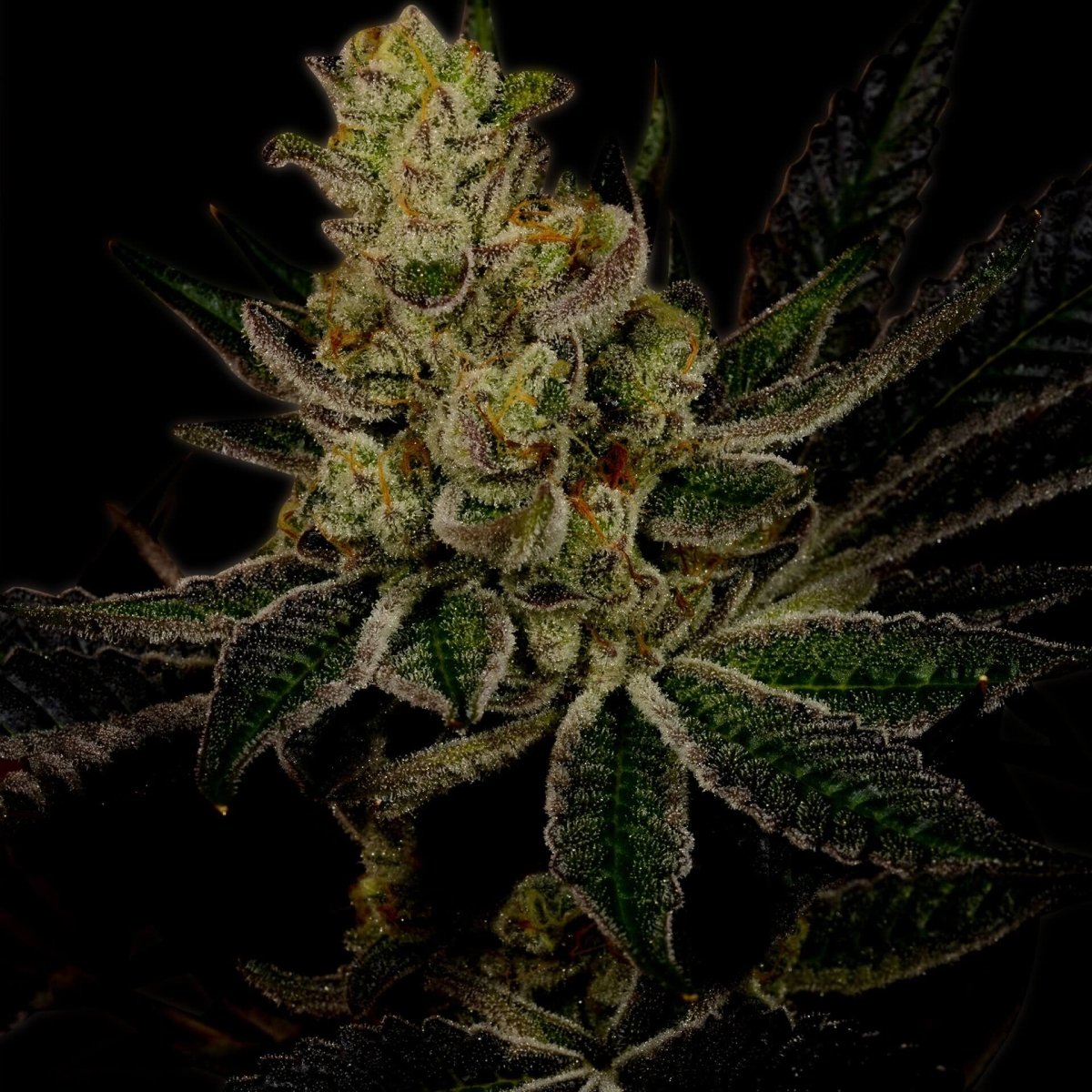 Gods Gift Feminized Cannabis Plant