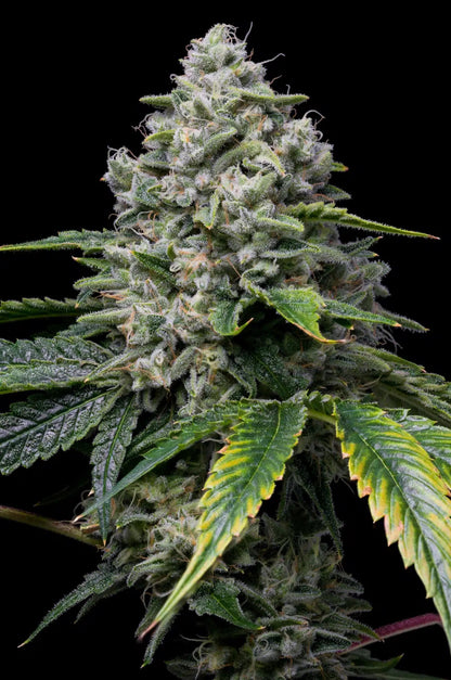 Golden Goat Seeds - Premium Cultivars