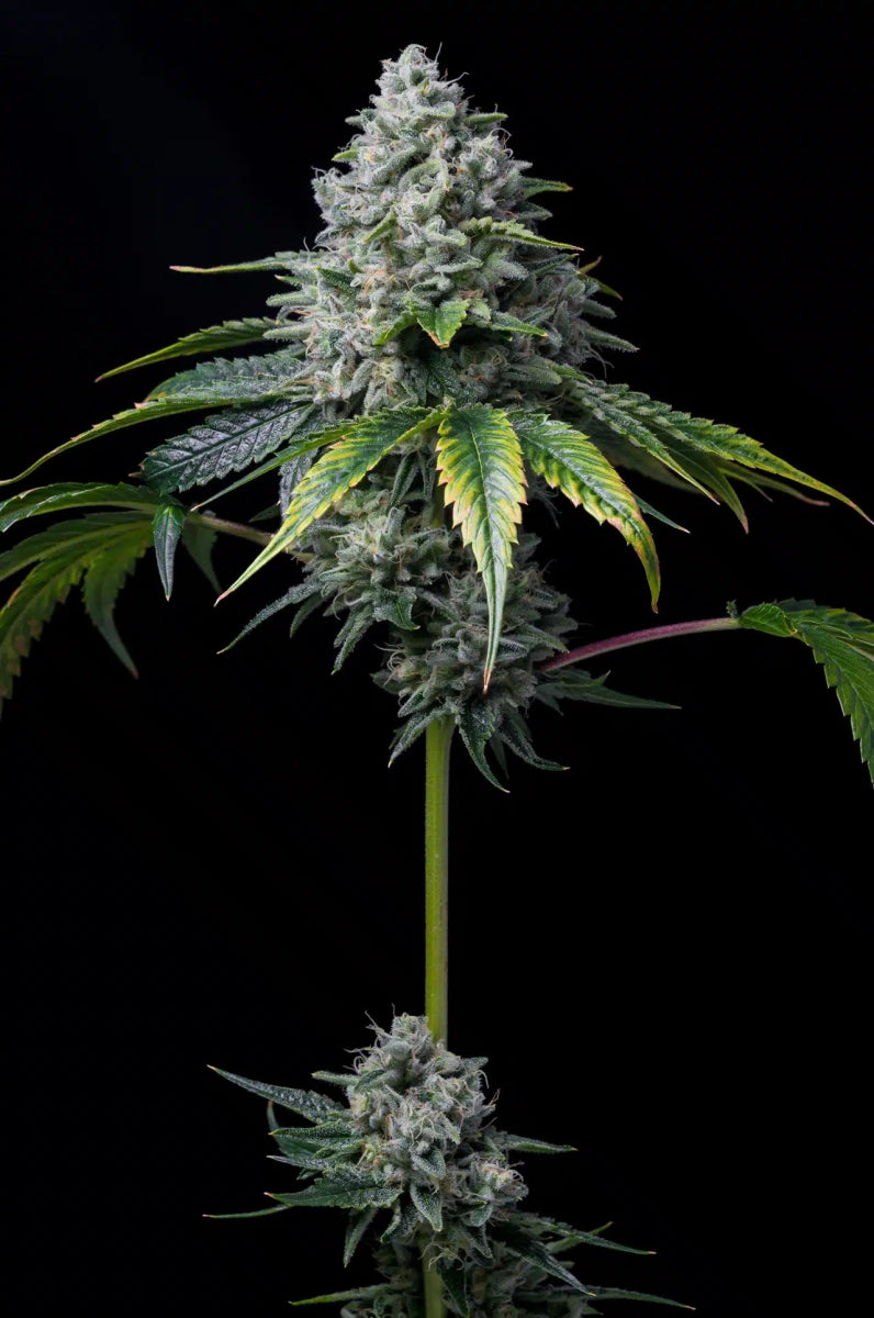 Golden Goat Seeds - Premium Cultivars