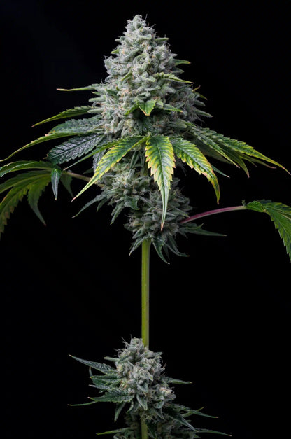 Golden Goat Seeds - Premium Cultivars