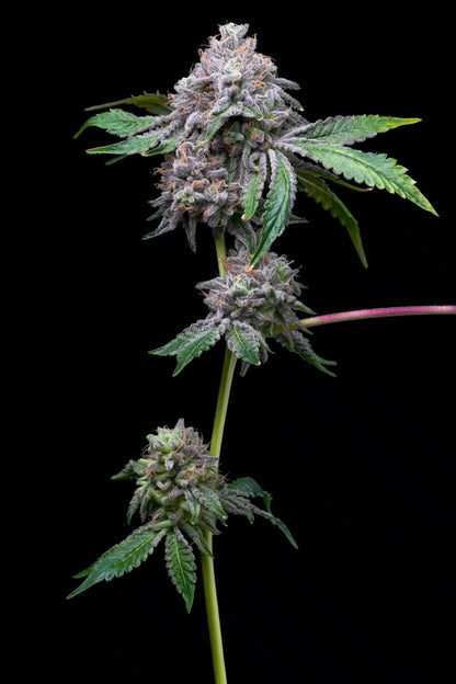 Gorilla Cookies Auto Seeds - Premium Cultivars