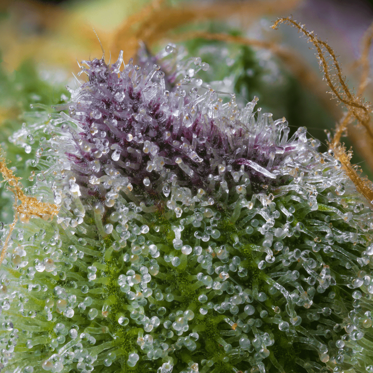 Gorilla Runtz Autoflower Plant