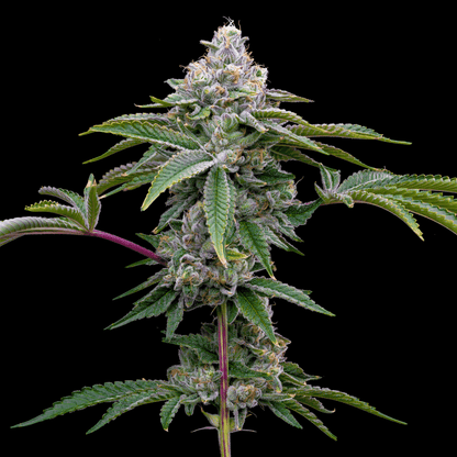 Gorilla Runtz Autoflower Seeds