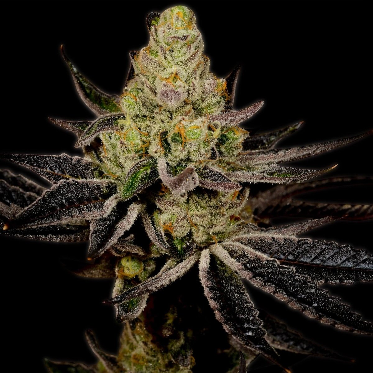 🎁 Granddaddy Purple Autoflower Seeds (100% off) - Premium Cultivars