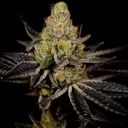 Granddaddy Purple Autoflower Cannabis Plant