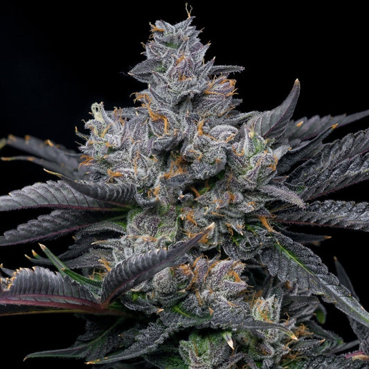 🎁 Granita OG Autoflower Seeds (100% off) - Premium Cultivars