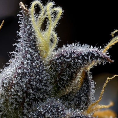 Granita autoflower trichome macro