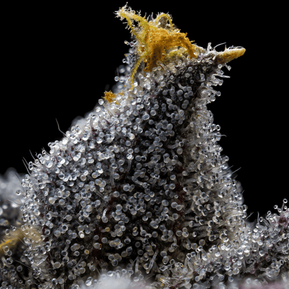 Granita Autoflower Weed