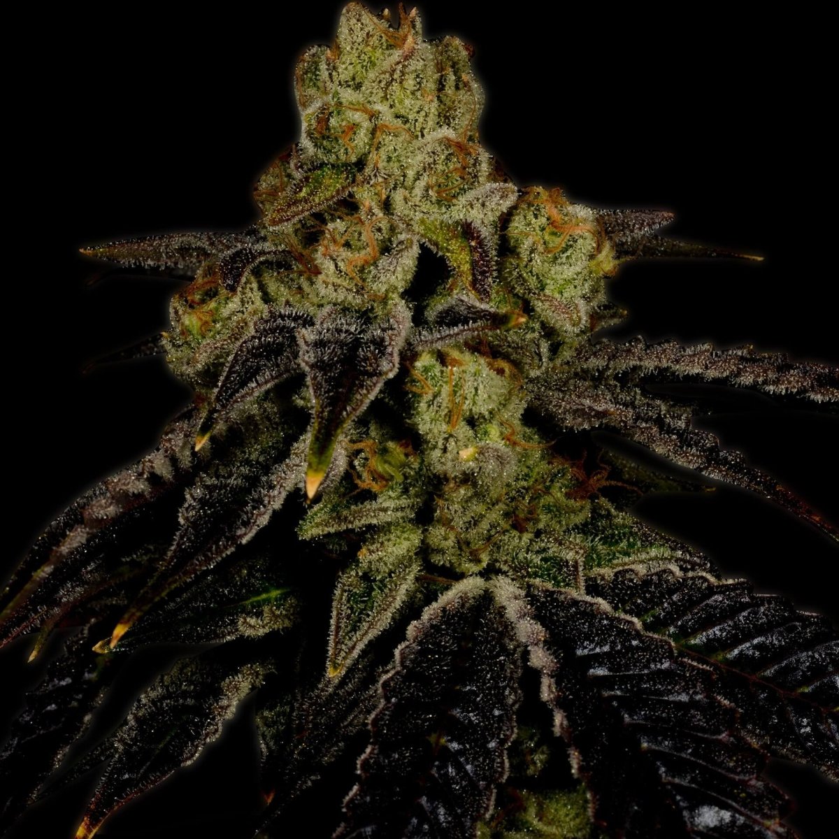 🎁 Grape Ape Seeds (100% off) - Premium Cultivars