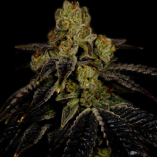 🎁 Grape Ape Seeds (100% off) - Premium Cultivars