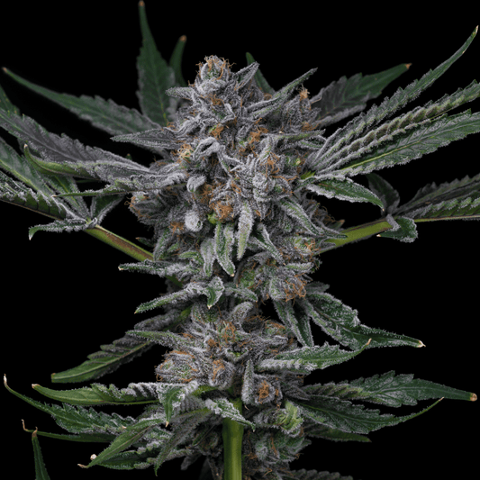 Grape Donut Autoflower Seeds