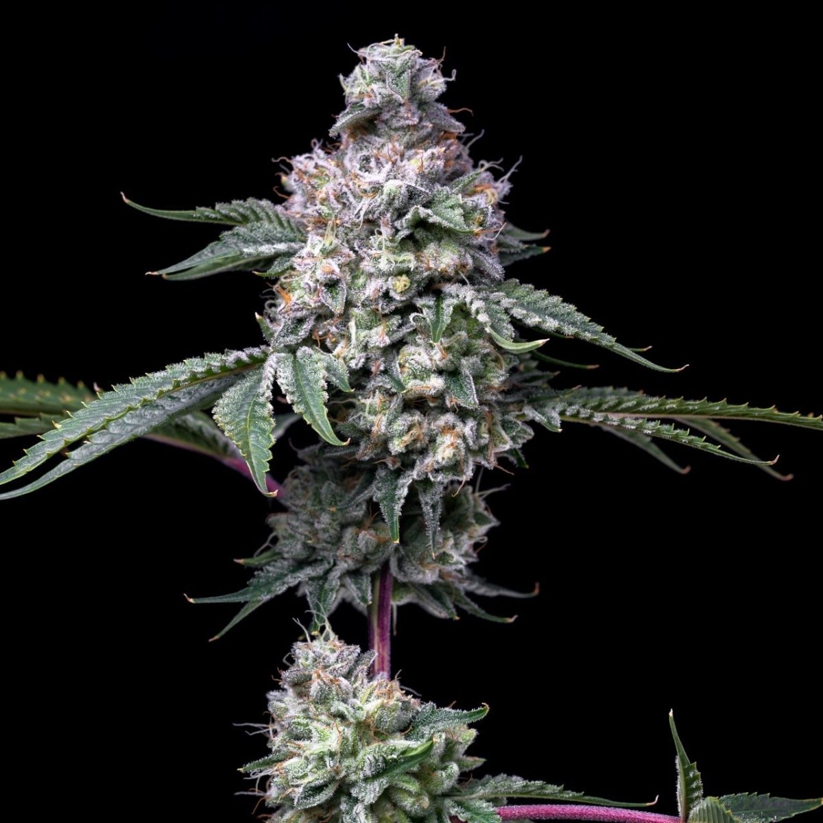 🎁 Grape Stomper Seeds (100% off) - Premium Cultivars