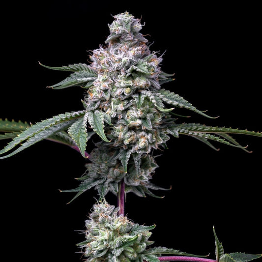 Grape Stomper Strain Plant